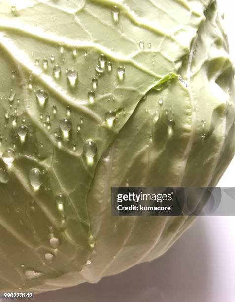 cabbage with water drops - kumacore stock pictures, royalty-free photos & images