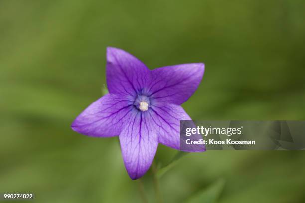 733 Chinese Bellflower Stock Photos, High-Res Pictures, and Images