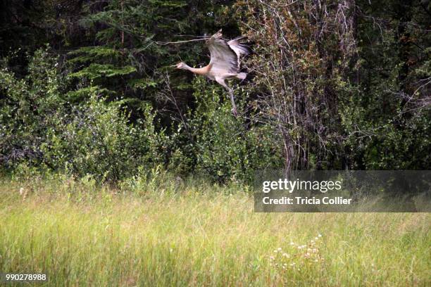 taking flight - collier stock pictures, royalty-free photos & images