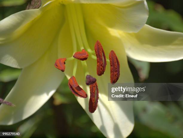 flowers at casa loma hanging seeds - casa loma stock pictures, royalty-free photos & images