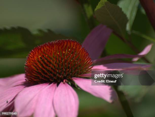 casa loma flowers - casa loma stock pictures, royalty-free photos & images