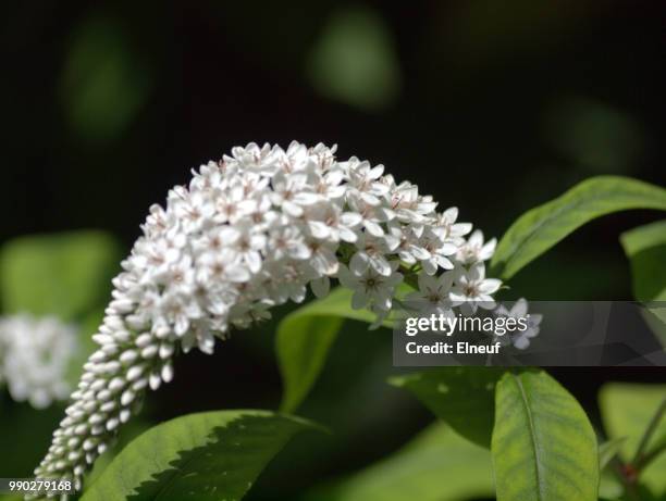 casa loma flowers - casa loma stock pictures, royalty-free photos & images