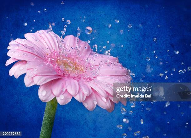 flower & water - imelda stock pictures, royalty-free photos & images