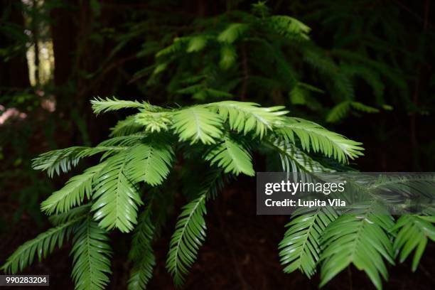 into the shade! - lupita stockfoto's en -beelden