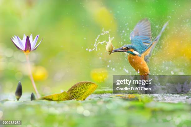 taipei,taiwan - kingfisher stock-fotos und bilder