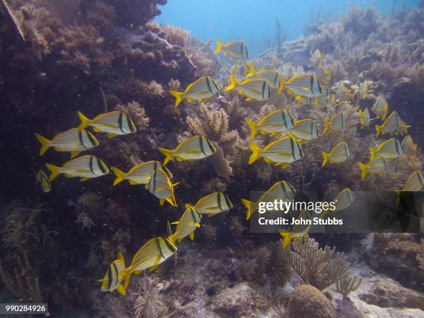 fish school - bluelined snapper stockfoto's en -beelden