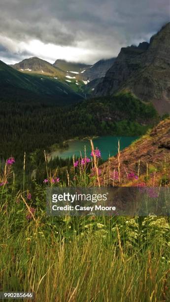 glacier - flora 1 - casey dale stock pictures, royalty-free photos & images