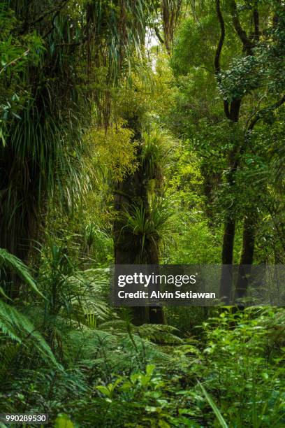 waipoua forest - waipoua forest stock pictures, royalty-free photos & images