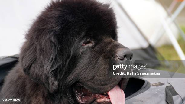 newfoundland - newfoundland dog 個照片及圖片檔