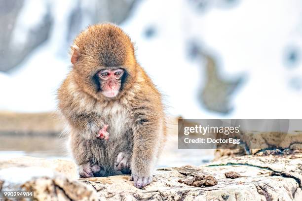 small baby snow monkey on the natural onsen pond in winter at jigokudani snow monkey park, nagano, japan - jigokudani monkey park stock pictures, royalty-free photos & images