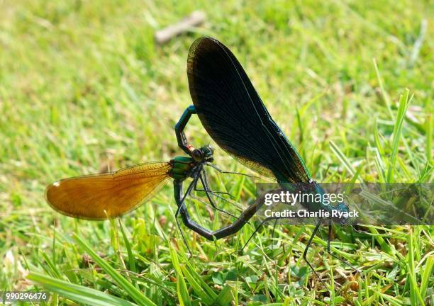 damselflies mating - mating stock pictures, royalty-free photos & images