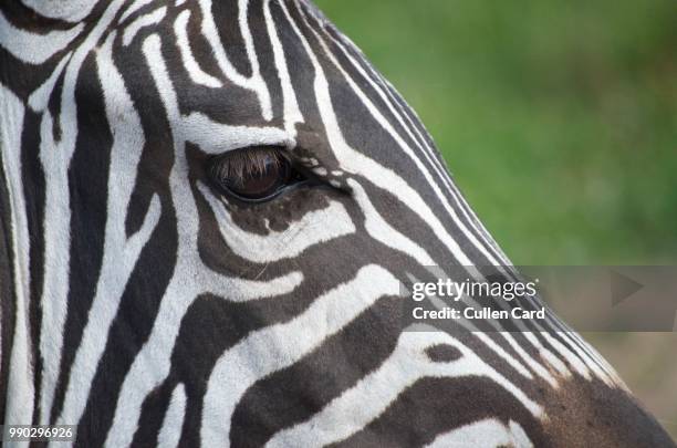 zebra close-up - wild card 個照片及圖片檔