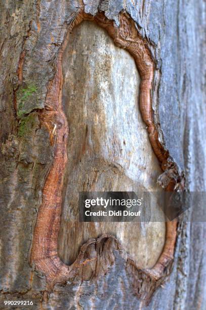 heartful tree - diouf stockfoto's en -beelden