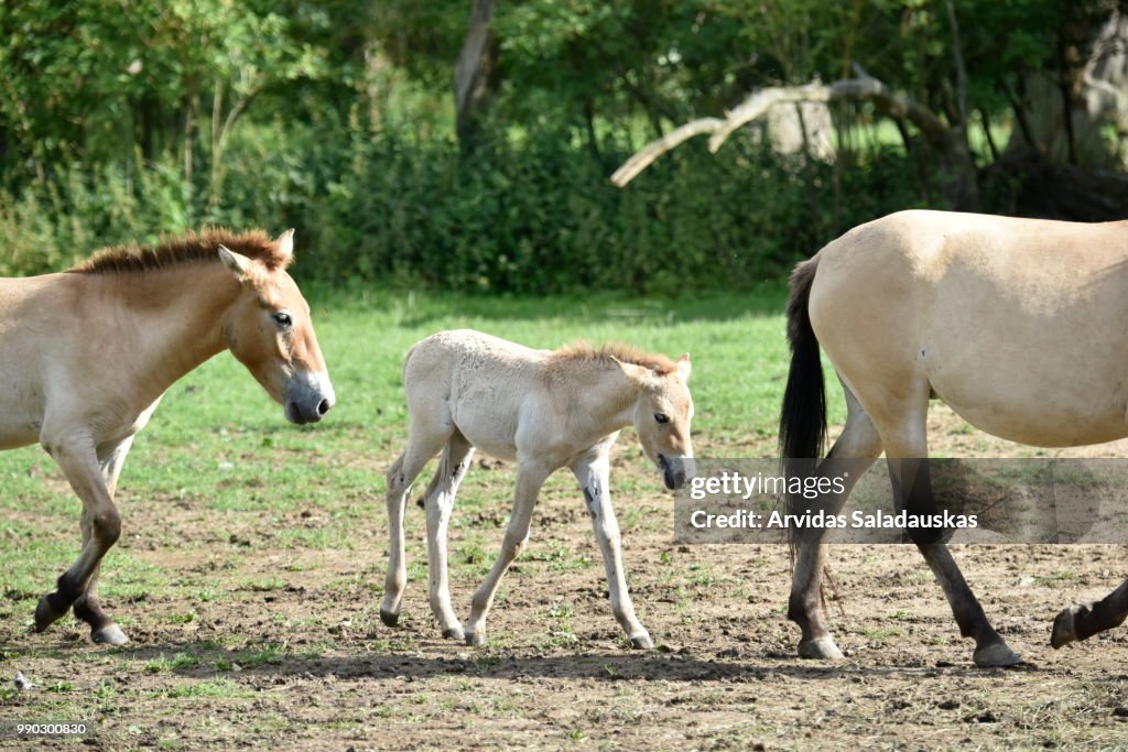 Przewalski-Pferde auf Wiese.