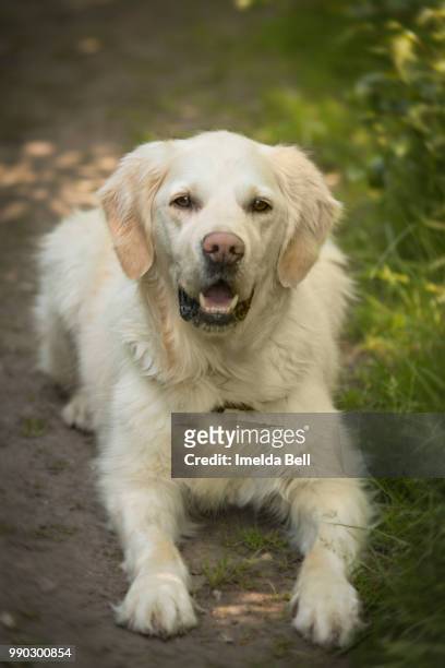 golden retriever - imelda stock pictures, royalty-free photos & images