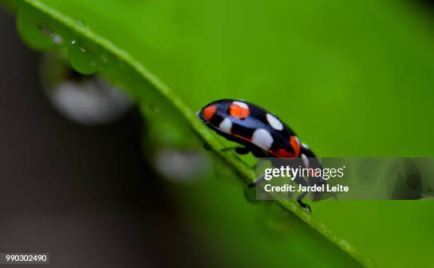 Chuva Insect 195 Chuva Stock Photos, High-Res Pictures, and Images - Getty Images