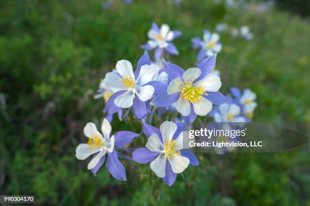 columbine flowers in crested butte, colorado - columbine colorado stock pictures, royalty-free photos & images