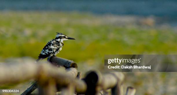 photo by: daksh bhardwaj - pied kingfisher ceryle rudis stock pictures, royalty-free photos & images