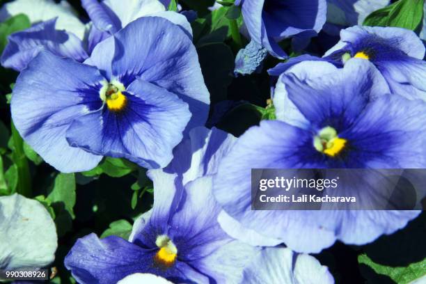 pansies - lali stockfoto's en -beelden