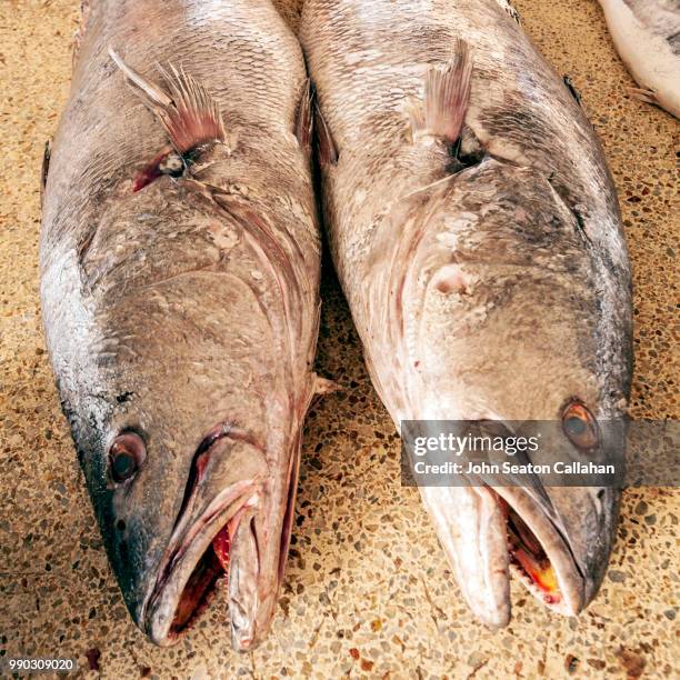 mauritania, fish in market - nouakchott mauritania city stock pictures, royalty-free photos & images