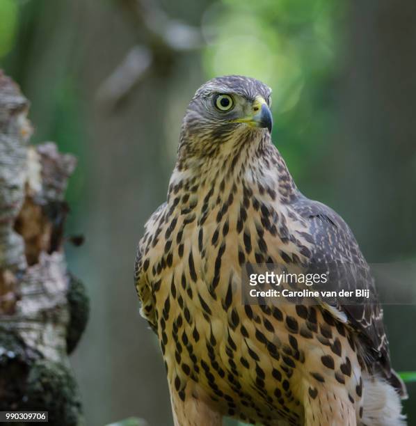 hawk - blij stock pictures, royalty-free photos & images