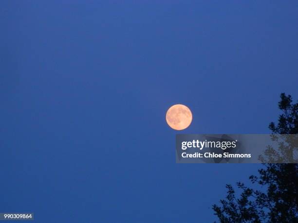 close up moon - bamboo grove stock pictures, royalty-free photos & images