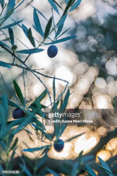 olive in olive tree. in the province of jaen. spain - jaen province stockfoto's en -beelden