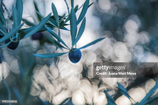 olive in olive tree. in the province of jaen. spain - jaen province stockfoto's en -beelden