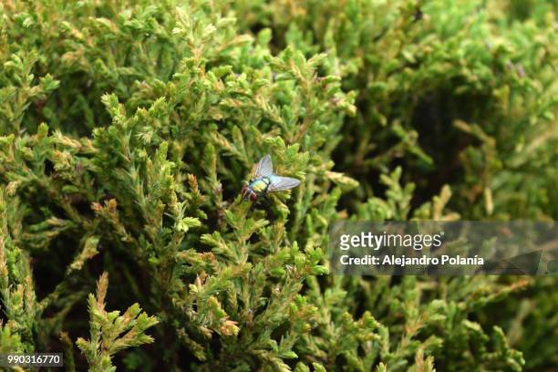 golden mosquito - small juniper stock pictures, royalty-free photos & images