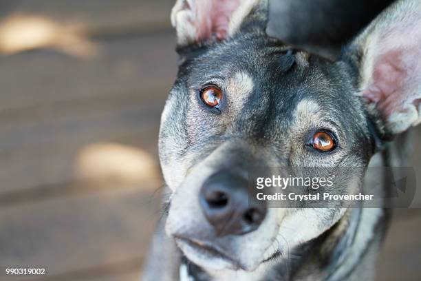 big brown eyes - big eyes stock pictures, royalty-free photos & images