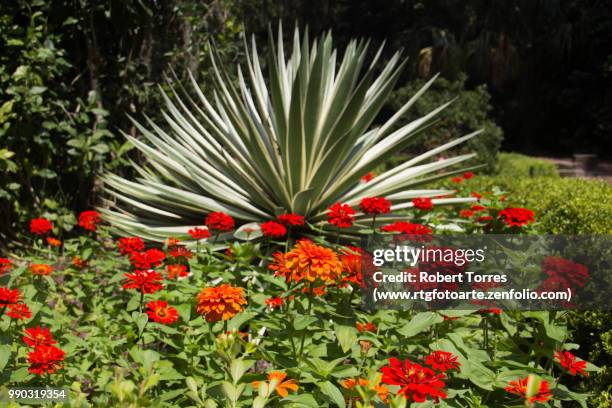 agave plant in a flower bed - www photo com stock pictures, royalty-free photos & images
