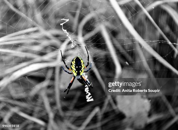 garden spider in black & white - getingspindel bildbanksfoton och bilder