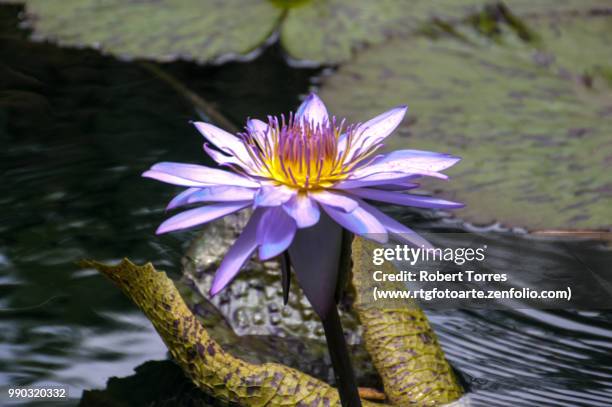 lotus flower in pond - www photo com stock pictures, royalty-free photos & images