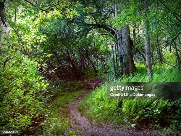 Secret Path Tree Secret Path Photos and Premium High Res Pictures - Getty Images