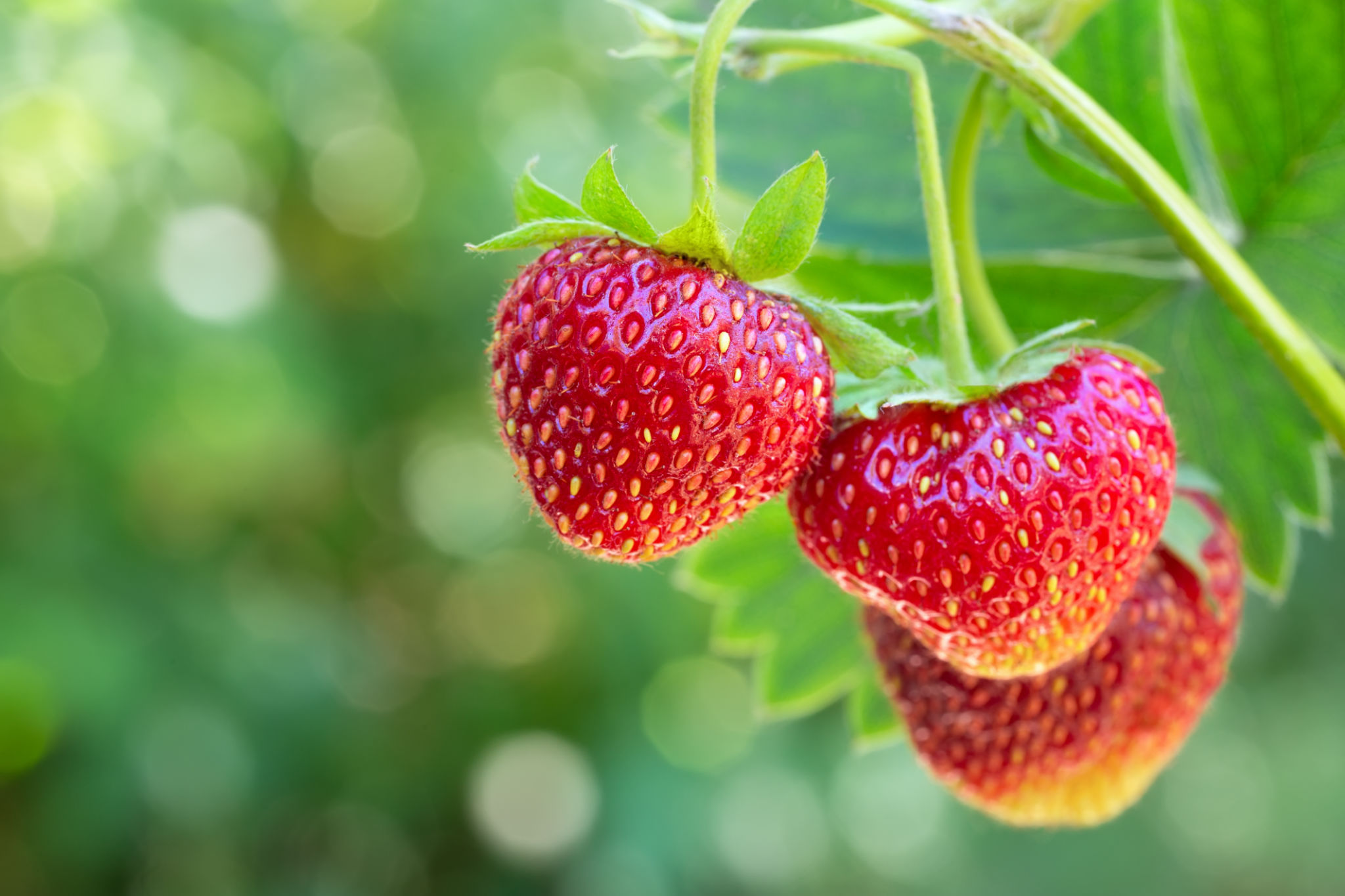 strawberries on plant