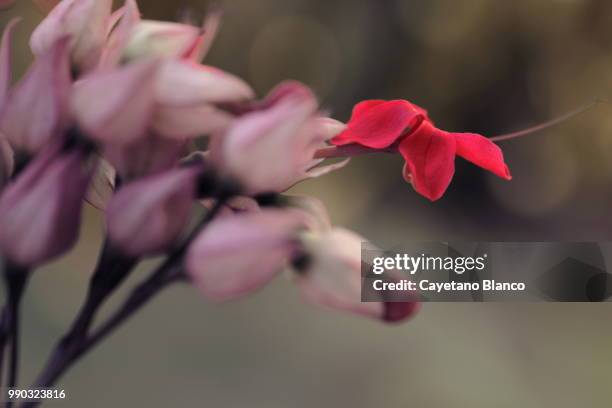 clerodendrum thomsoniae - clerodendrum bildbanksfoton och bilder