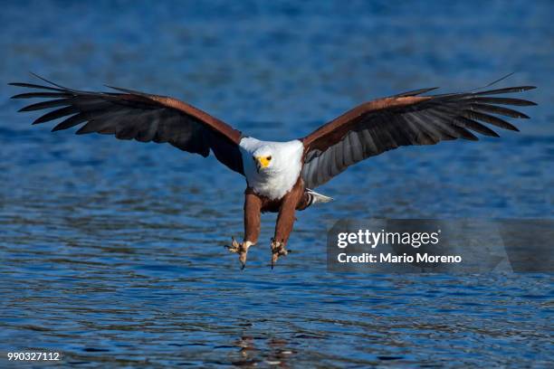 on target - african fish eagle fotografías e imágenes de stock