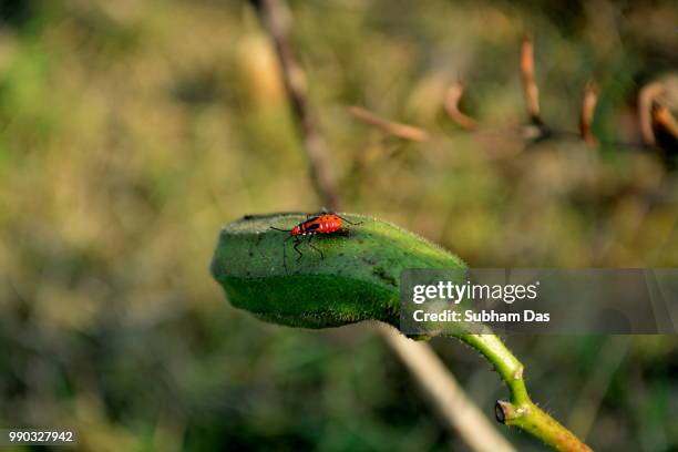 82 Subham Stock Photos, High-Res Pictures, and Images - Getty Images