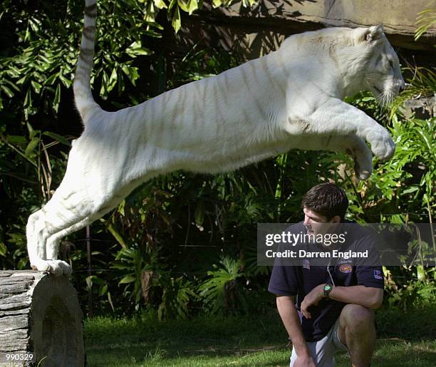 Jonathan Brown of the Brisbane Lions has a close up meeting with Mohan the Tiger at Dreamworld on the Gold Coast, Australia. The Brisbane Lions...