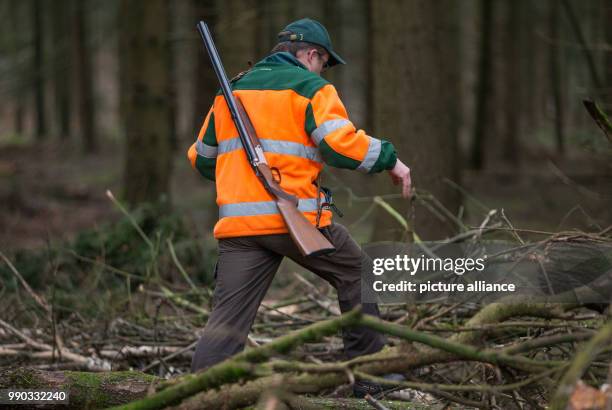 Hunter with a gun tries to stir up boar during a driven hunt across a forest near the motorway A2 in Bielefeld, Germany, 09 January 2018. Some 100...