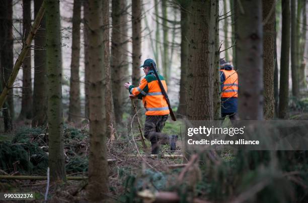 Hunter with a gun tries to stir up boar during a driven hunt across a forest near the motorway A2 in Bielefeld, Germany, 09 January 2018. Some 100...