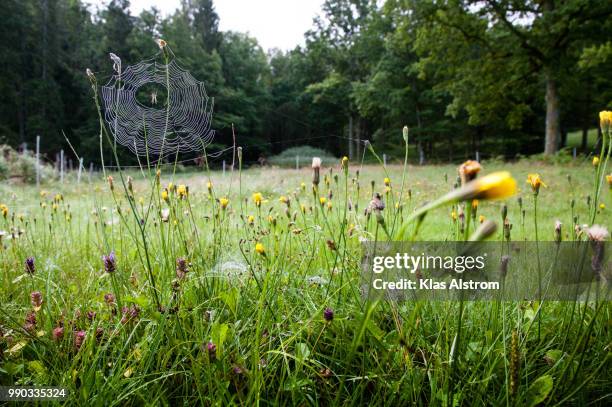 meadow - klas stock pictures, royalty-free photos & images