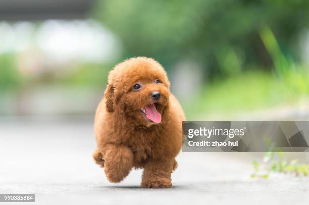 honey poodle baby - toy poodle stock pictures, royalty-free photos & images