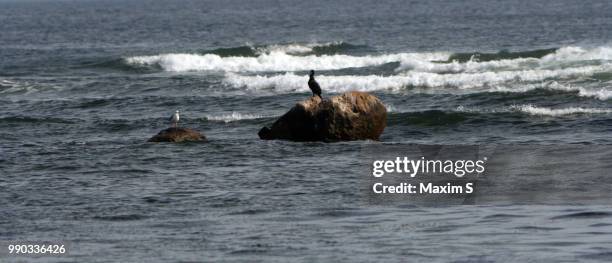 birds.. - funkwelle stock-fotos und bilder