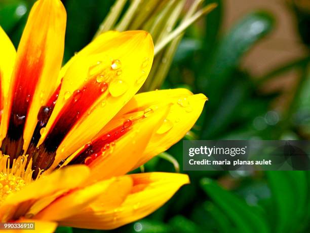 gazania, 1 - gazania stock pictures, royalty-free photos & images