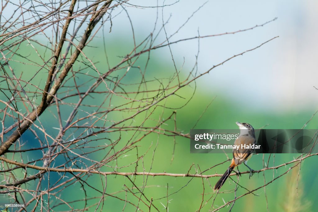 Long-Tailed Shrike