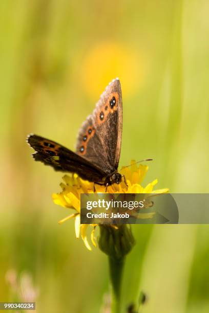 schmetterling - schmetterling stock pictures, royalty-free photos & images