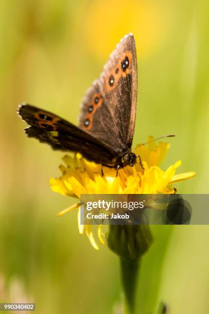 schmetterling 2 - schmetterling stock pictures, royalty-free photos & images