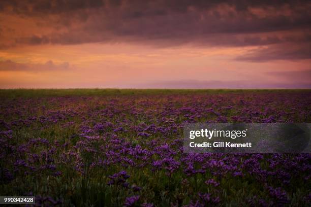 sea lavender - plumbago stock pictures, royalty-free photos & images