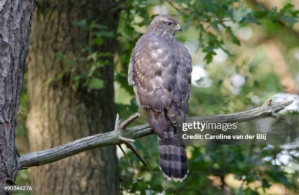 goshawk juvenile - blij stock pictures, royalty-free photos & images